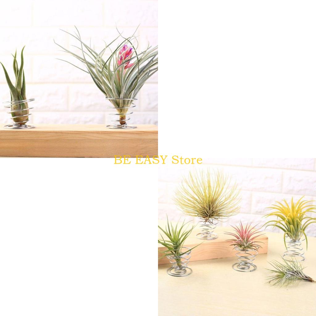 Air Plant Tillandsia - E28F Set 20 levende tropische kamerplanten