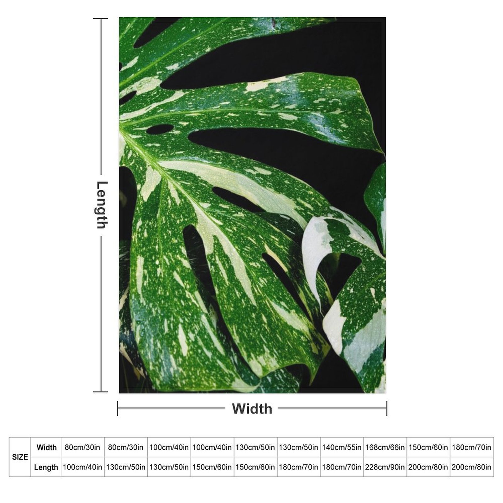 Monstera Thai Constellation Pl - Monstera Thai Constellation recensie en prijs
