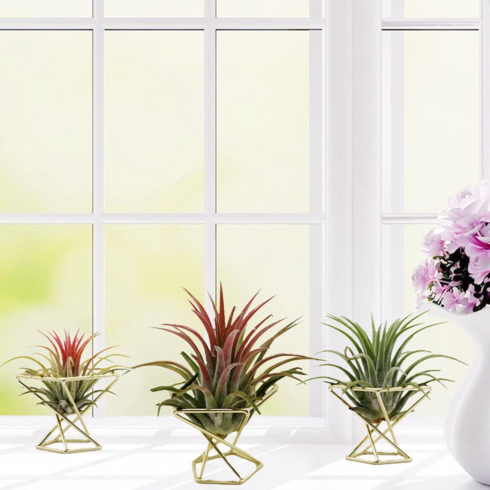 SYW-8 Stuks Geometrische Lucht - Air Plant Tillandsia recensie en prijs