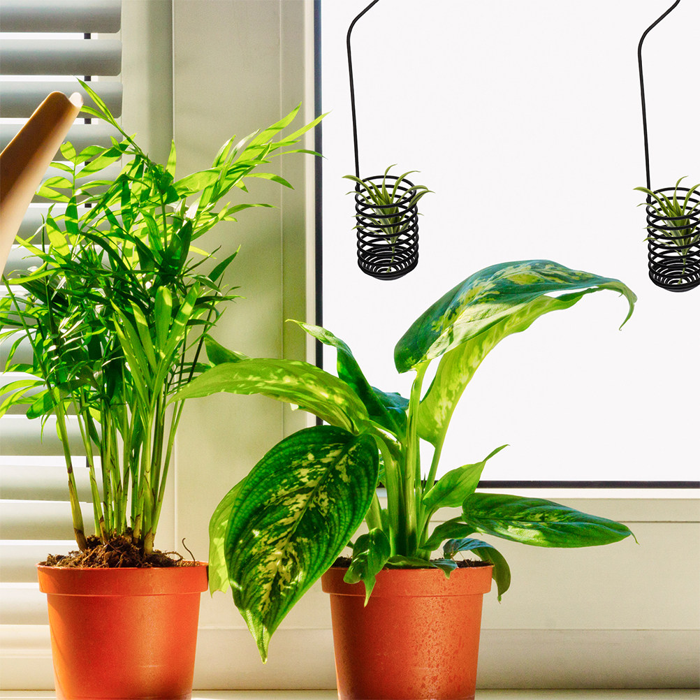 3 stuks spiraalvormige luchtpl - Air Plant Tillandsia recensie en prijs