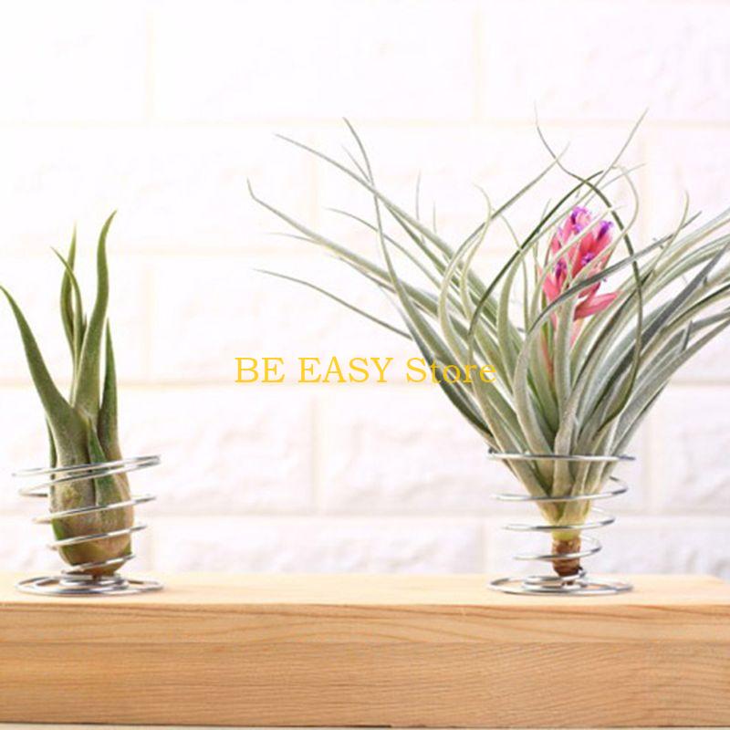 E28F Set 20 levende tropische  - Air Plant Tillandsia recensie en prijs