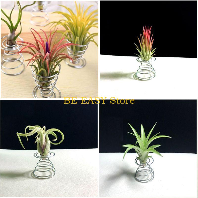 E28F Set 20 levende tropische  - Air Plant Tillandsia recensie en prijs
