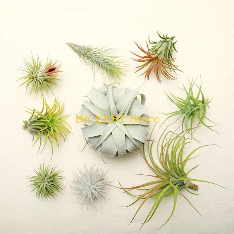 E28F Set 20 levende tropische  - Air Plant Tillandsia recensie en prijs