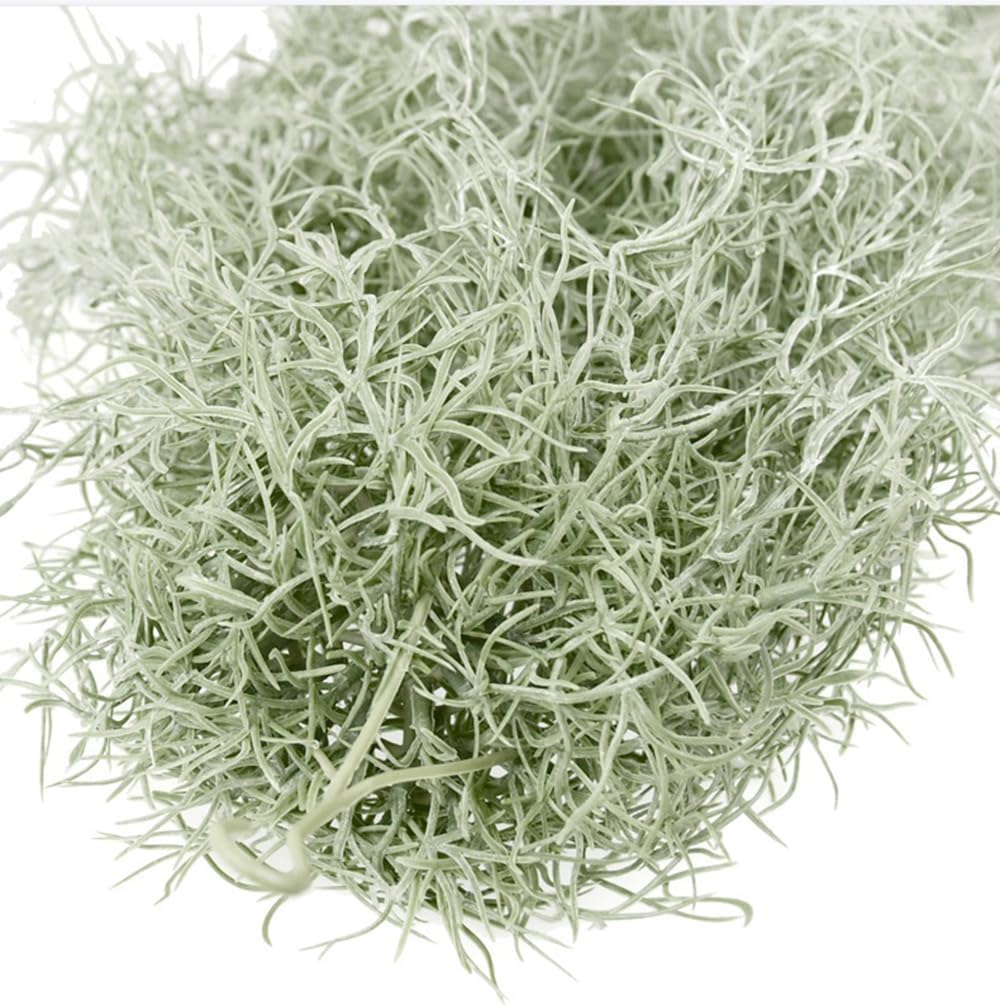 Kunstmatige massaal Tillandsia - Air Plant Tillandsia recensie en prijs