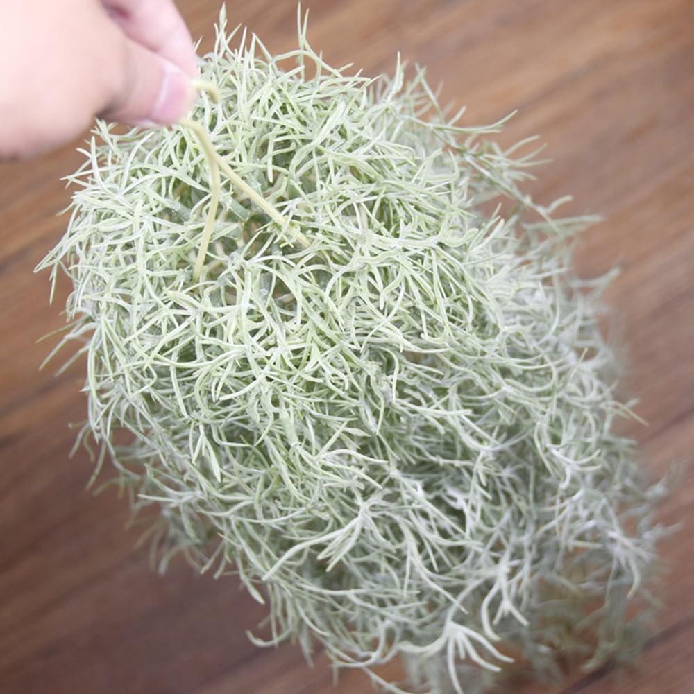 Kunstmatige massaal Tillandsia - Air Plant Tillandsia recensie en prijs