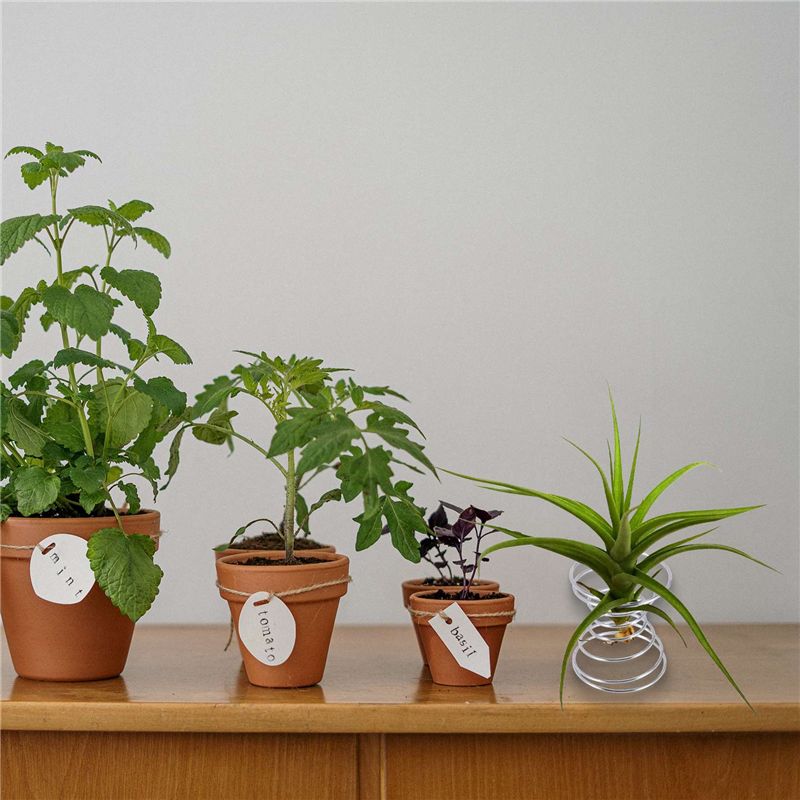 Hot Selling-6 stuks Air Plant  - Air Plant Tillandsia recensie en prijs