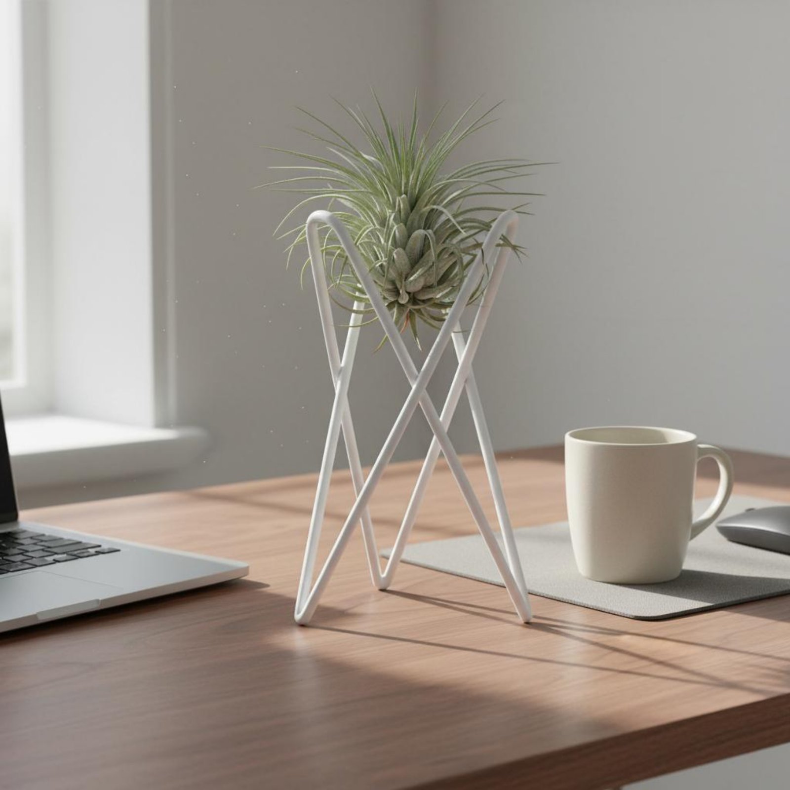 Air Plant Stand Minimalistisch - Air Plant Tillandsia recensie en prijs