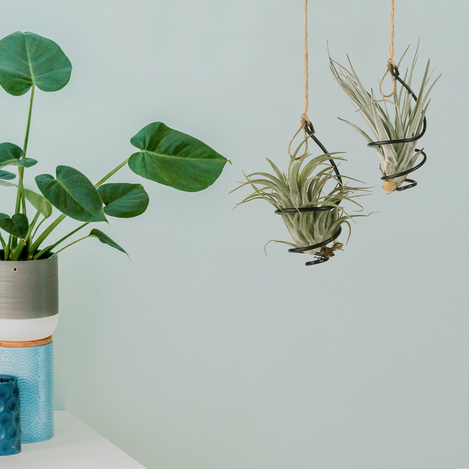 12-delige set metalen spiraalv - Air Plant Tillandsia recensie en prijs