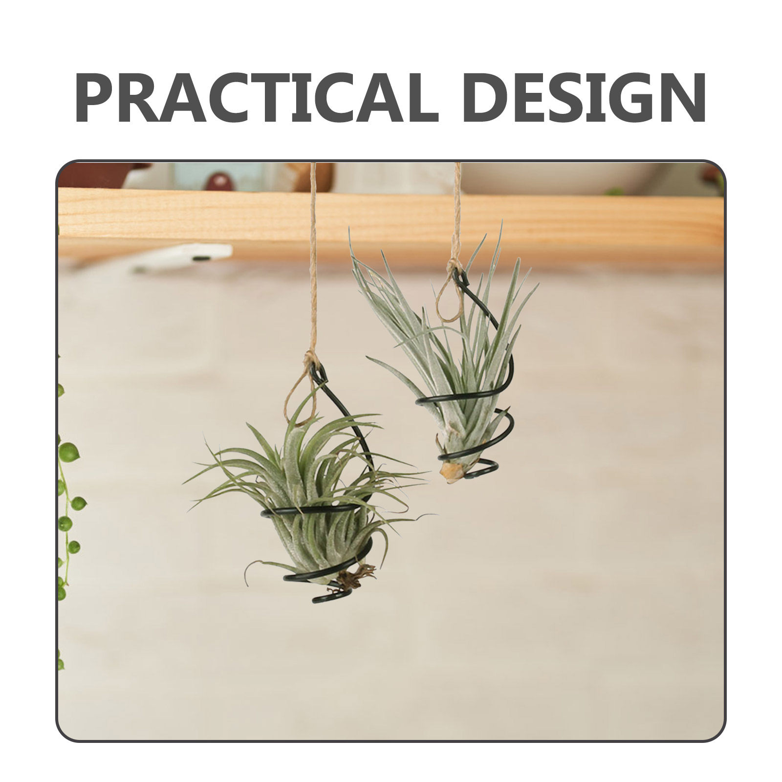 12-delige set metalen spiraalv - Air Plant Tillandsia recensie en prijs