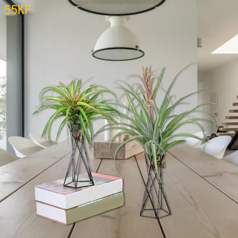 55kf Noordse luchtplanthouder  - Air Plant Tillandsia recensie en prijs