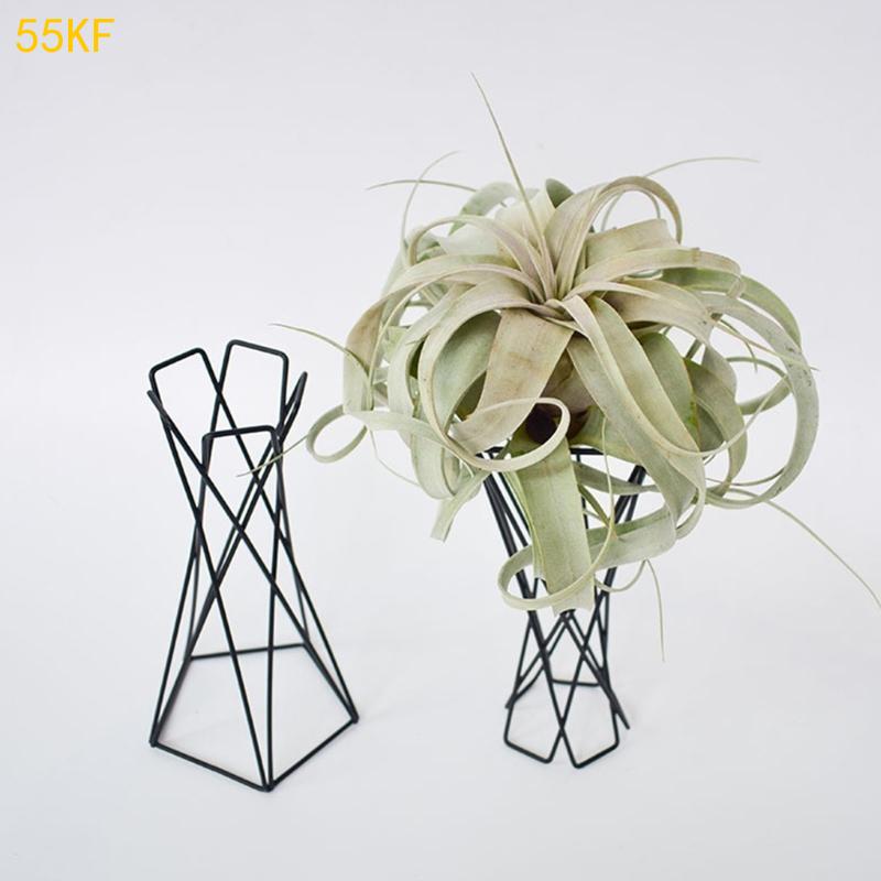55kf Noordse luchtplanthouder  - Air Plant Tillandsia recensie en prijs