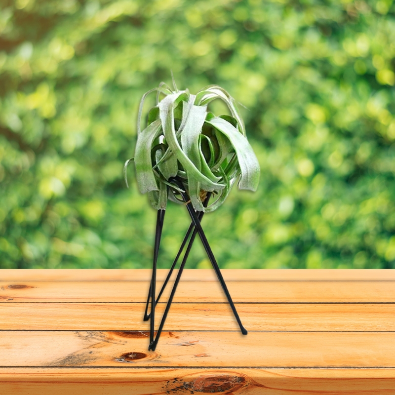 Luchtplantenhouder Metalen blo - Air Plant Tillandsia recensie en prijs