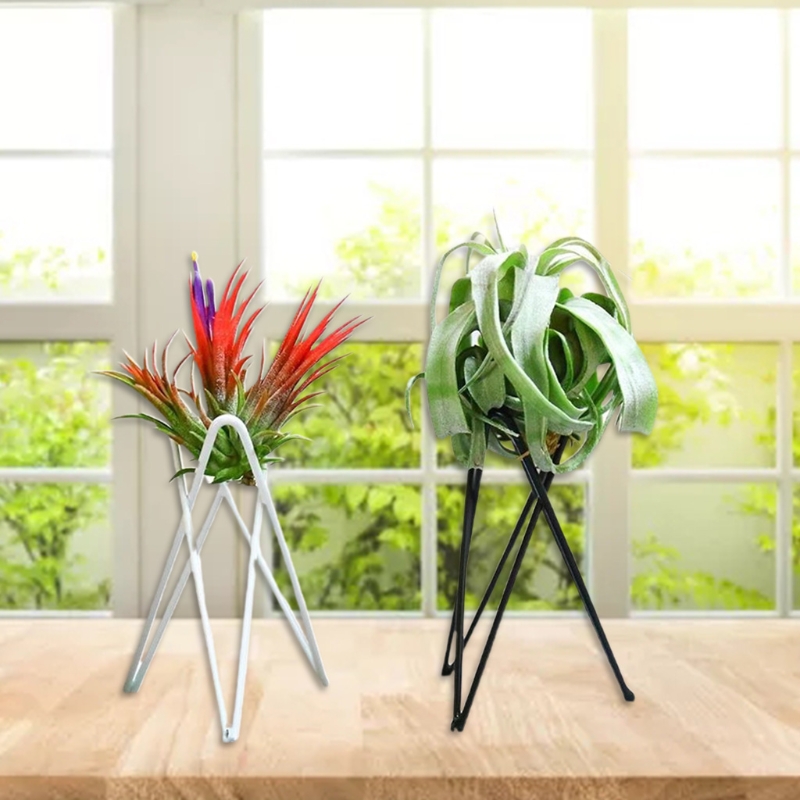 Luchtplantenhouder Metalen blo - Air Plant Tillandsia recensie en prijs