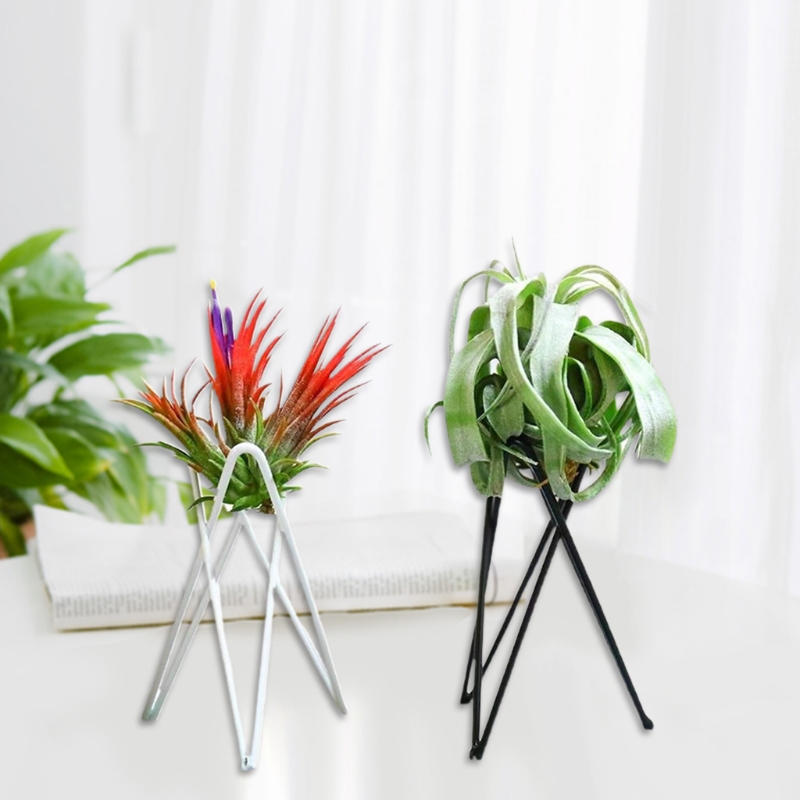 Luchtplantenhouder Metalen blo - Air Plant Tillandsia recensie en prijs