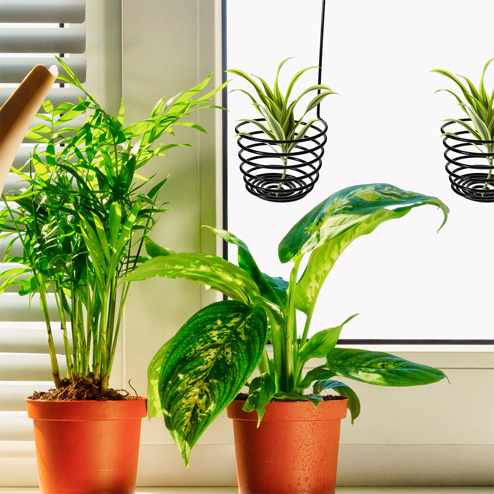 3 stuks metalen spiraalvormige - Air Plant Tillandsia recensie en prijs